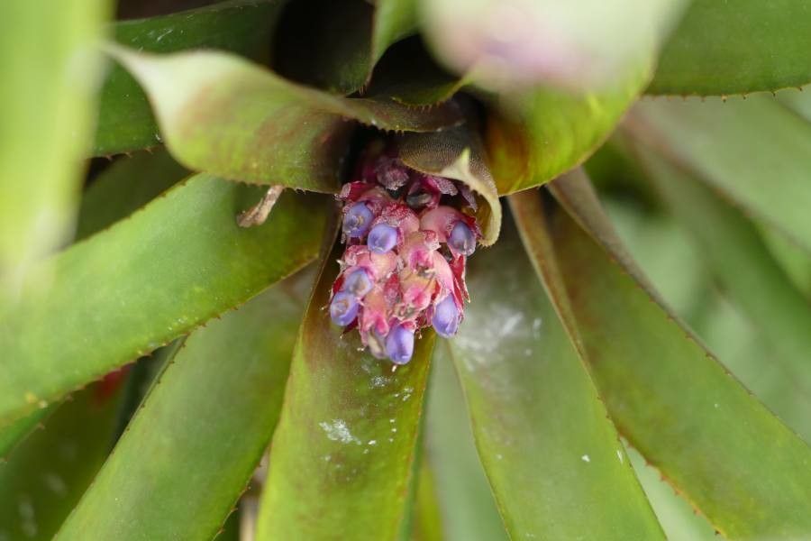 Aechmea fendleri flower