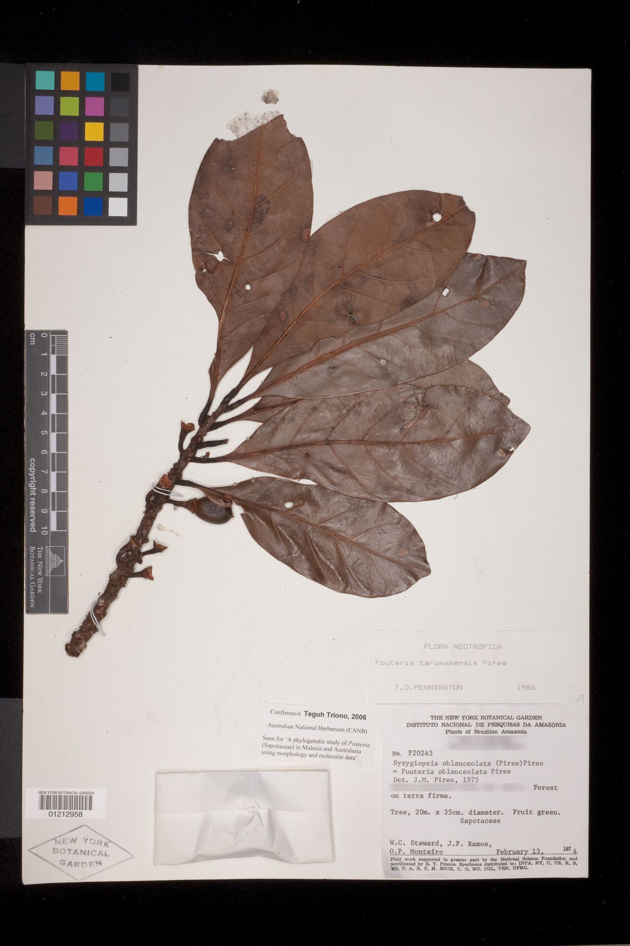 Pouteria tarumanensis — houseplant care guide