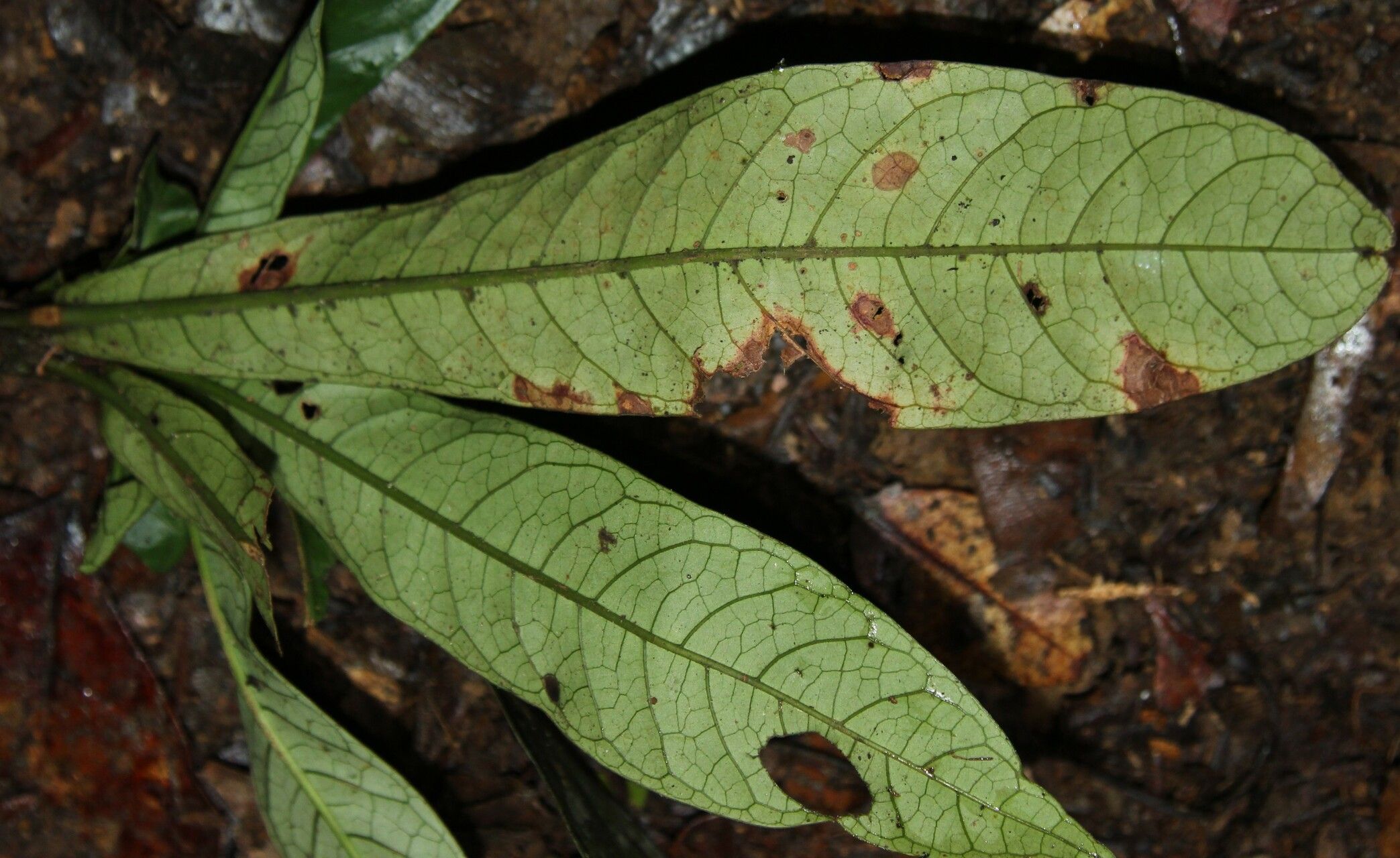 Psychotria kupensis — houseplant care guide