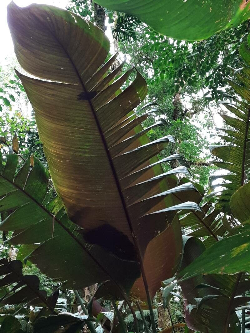 Calathea guzmanioides — houseplant care guide