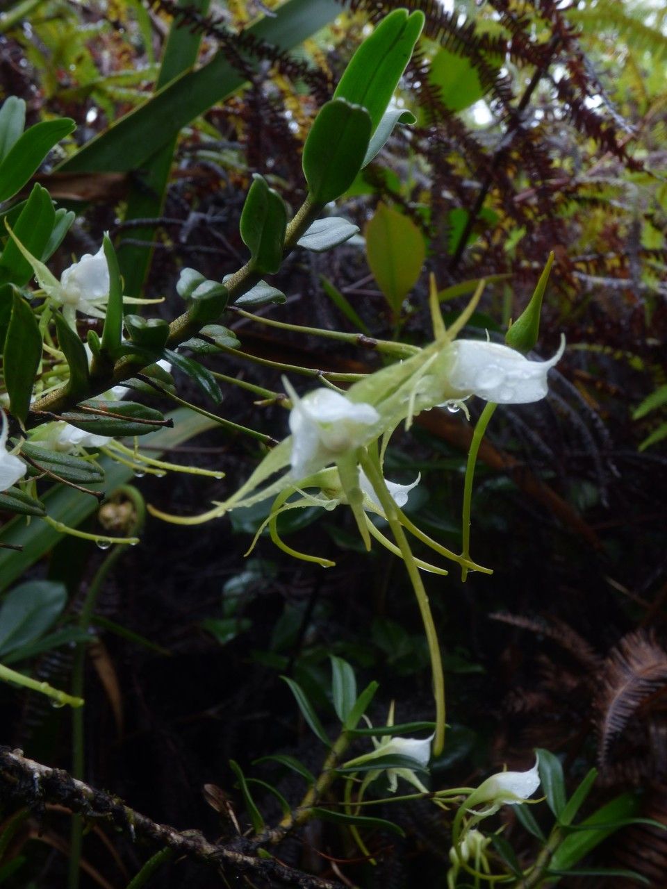 Angraecum expansum flower