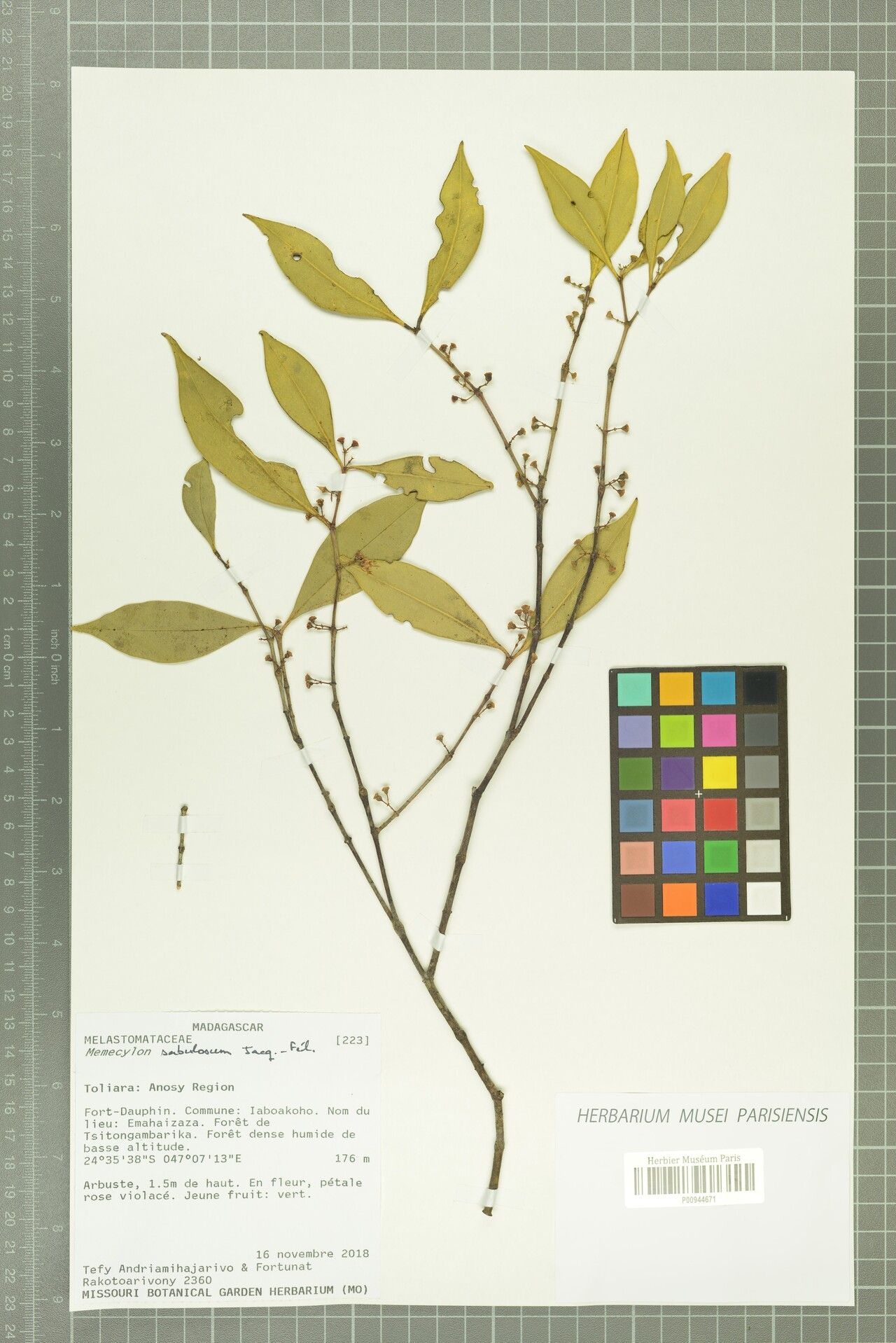 Memecylon sabulosum — houseplant care guide