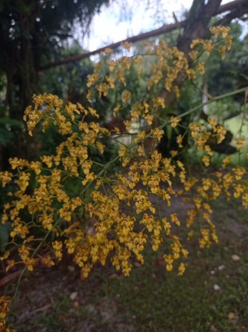 Gomesa venusta flower
