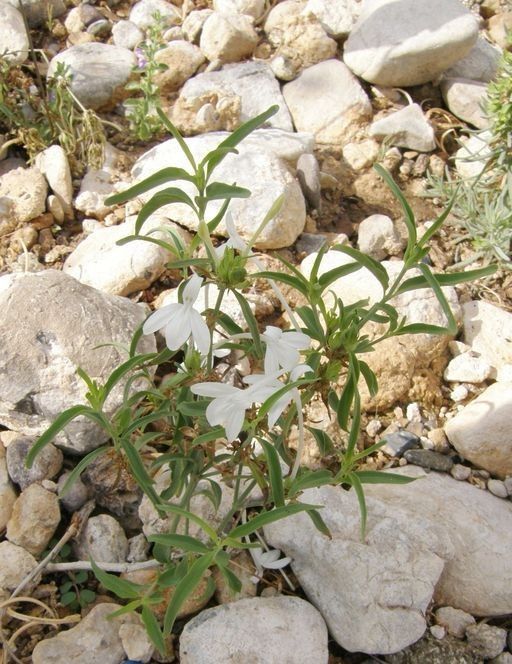 Justicia longii habit