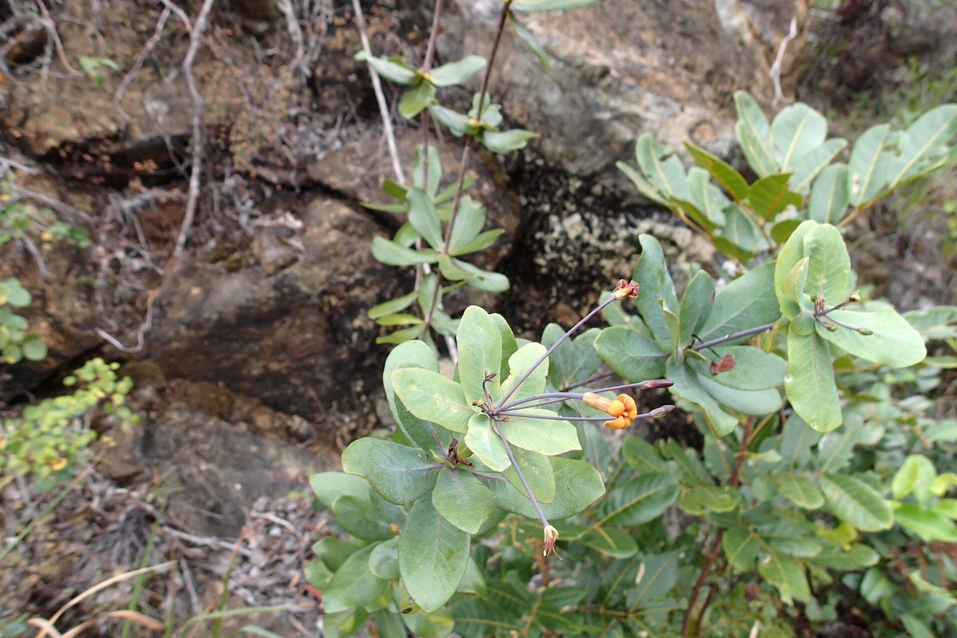 Pittosporum sessilifolium habit