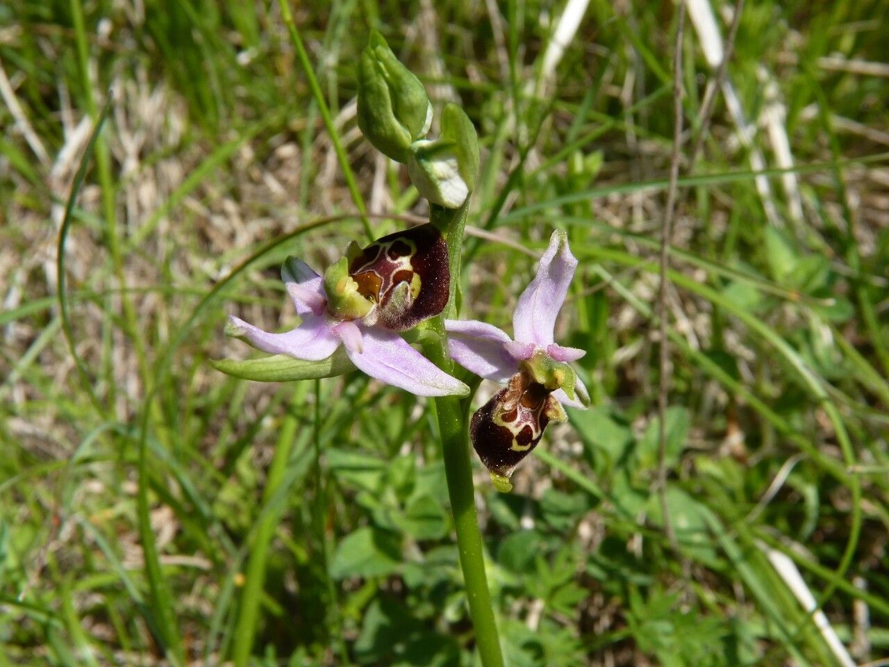 Ophrys pseudoscolopax — houseplant care guide