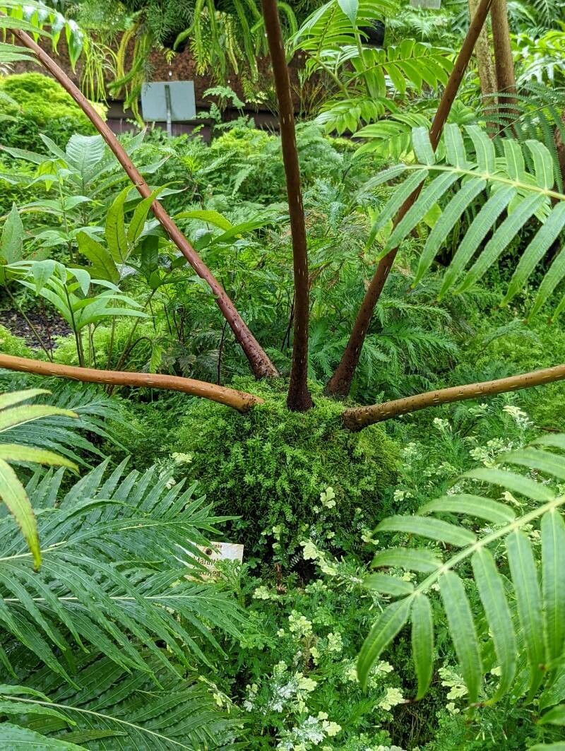 Ptisana fraxinea bark