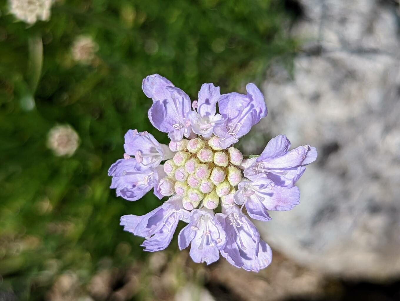 Scabiosa graminifolia flower