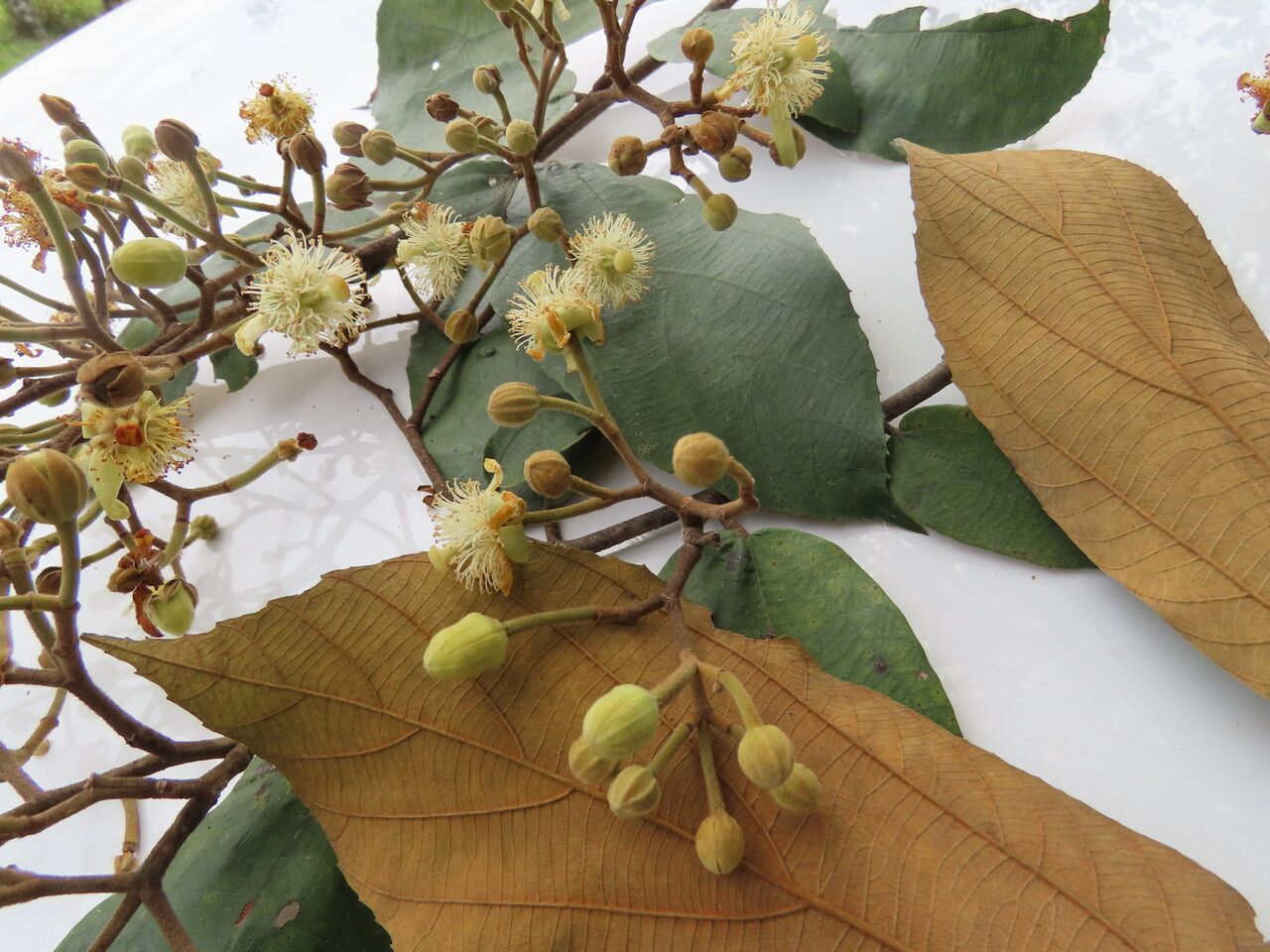 Luehea seemannii flower