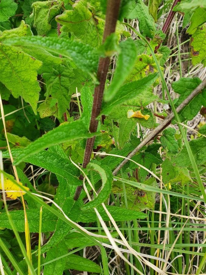 Verbascum brevipedicellatum leaf