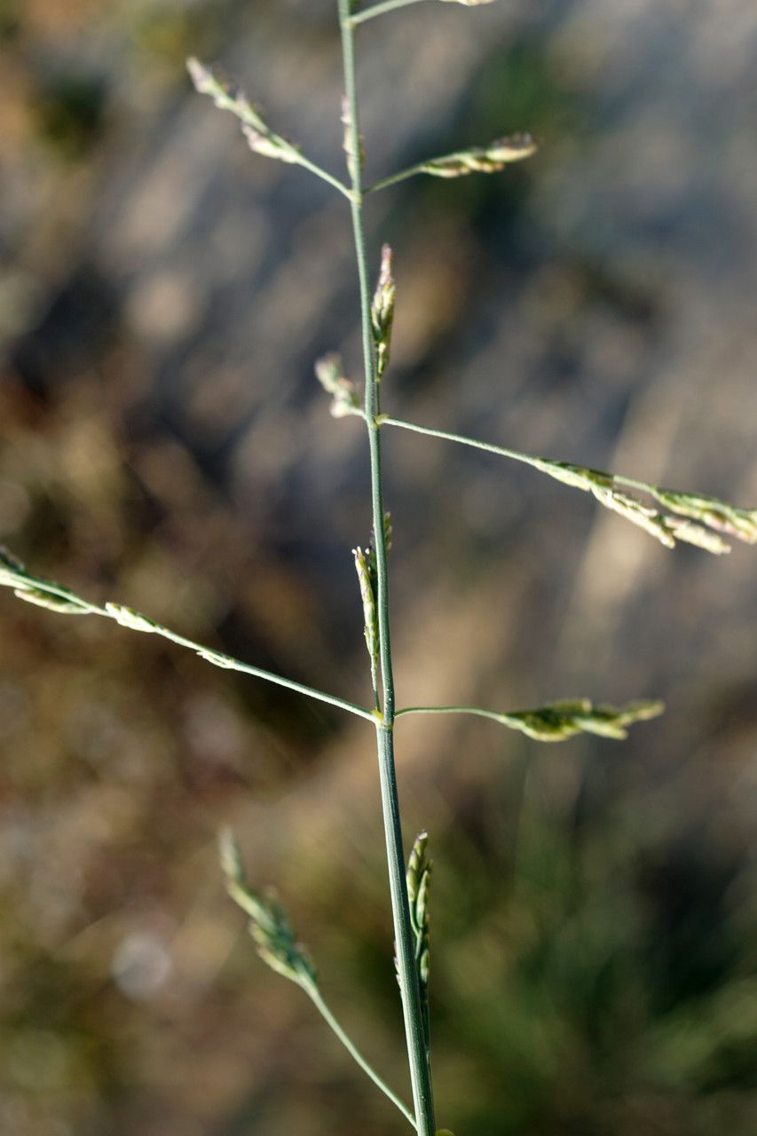 Cutandia maritima flower