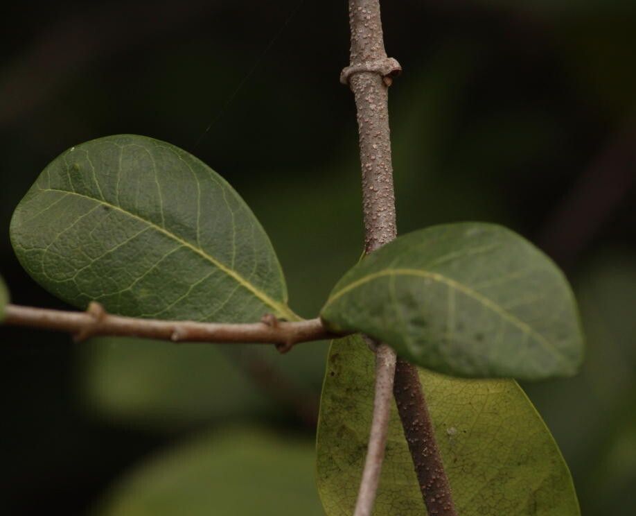 Ancylobothrys petersiana bark