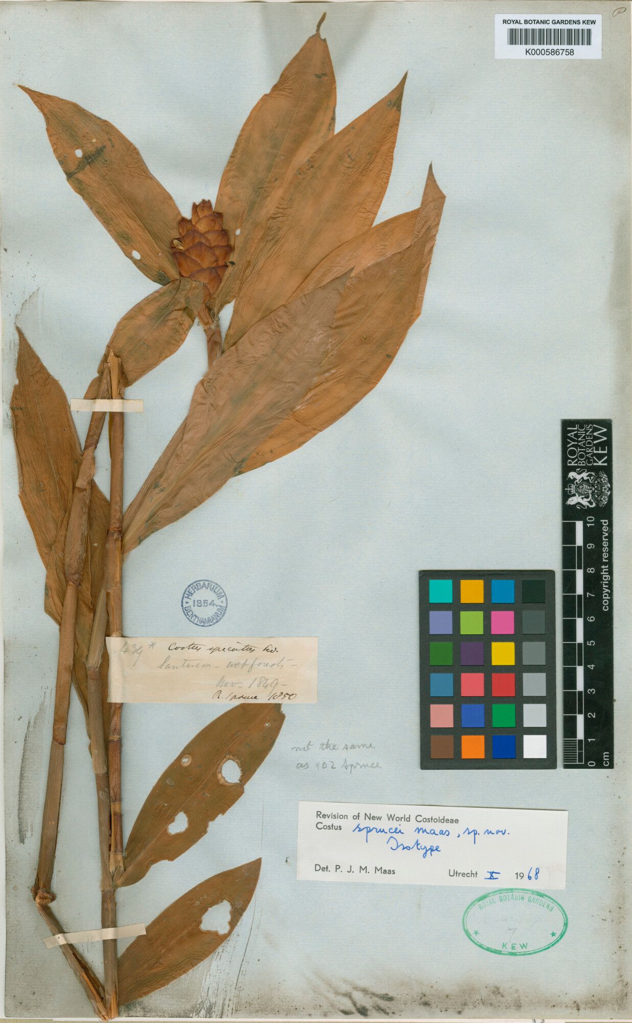 Costus sprucei fruit