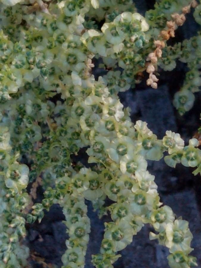 Salsola vermiculata fruit