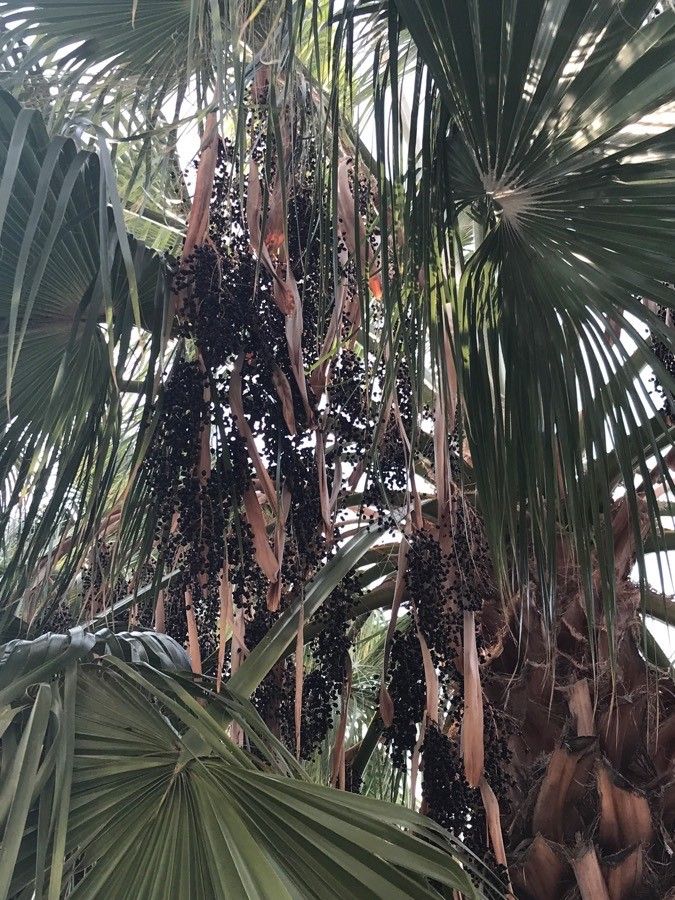 Livistona speciosa fruit