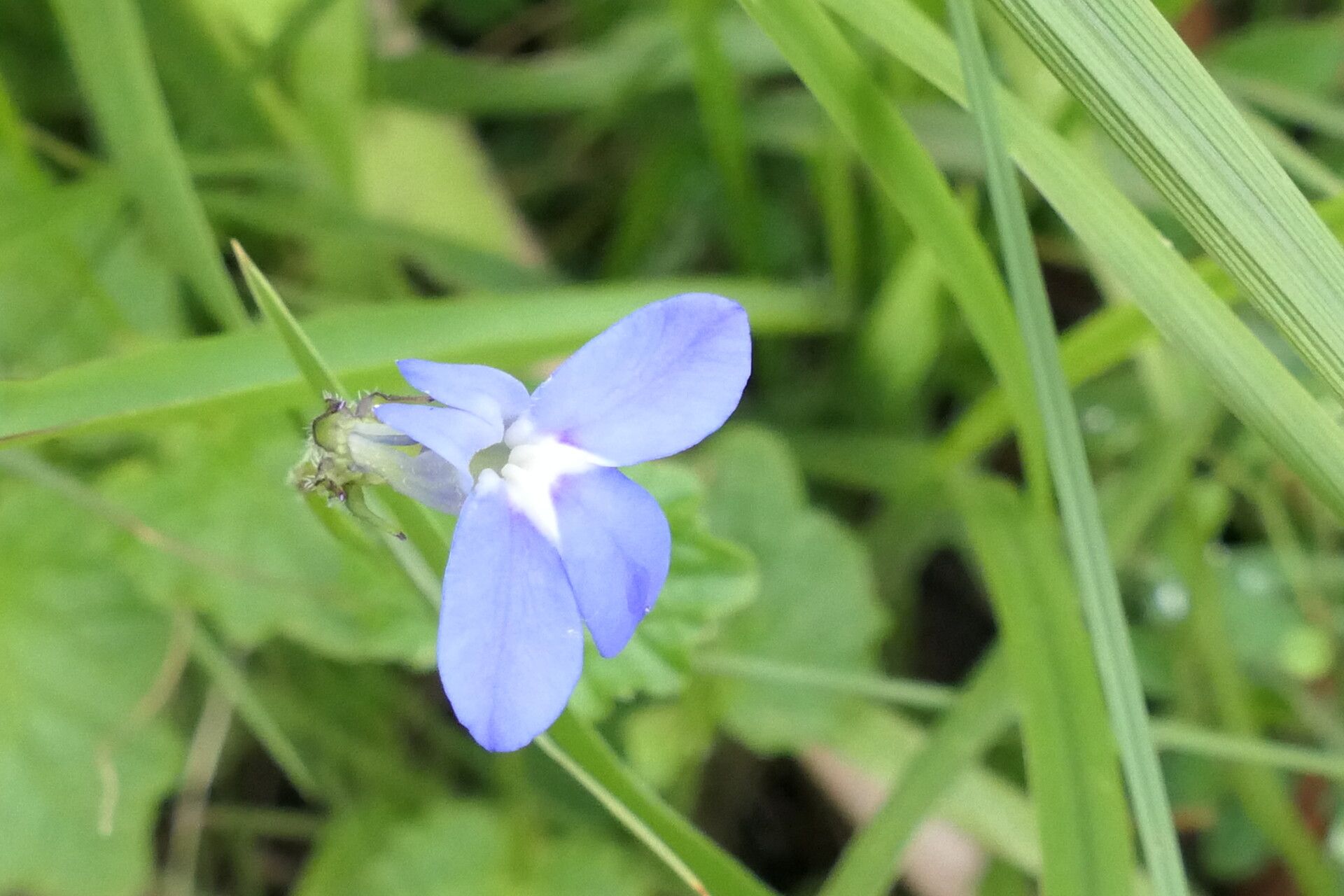 Lobelia cochleariifolia flower