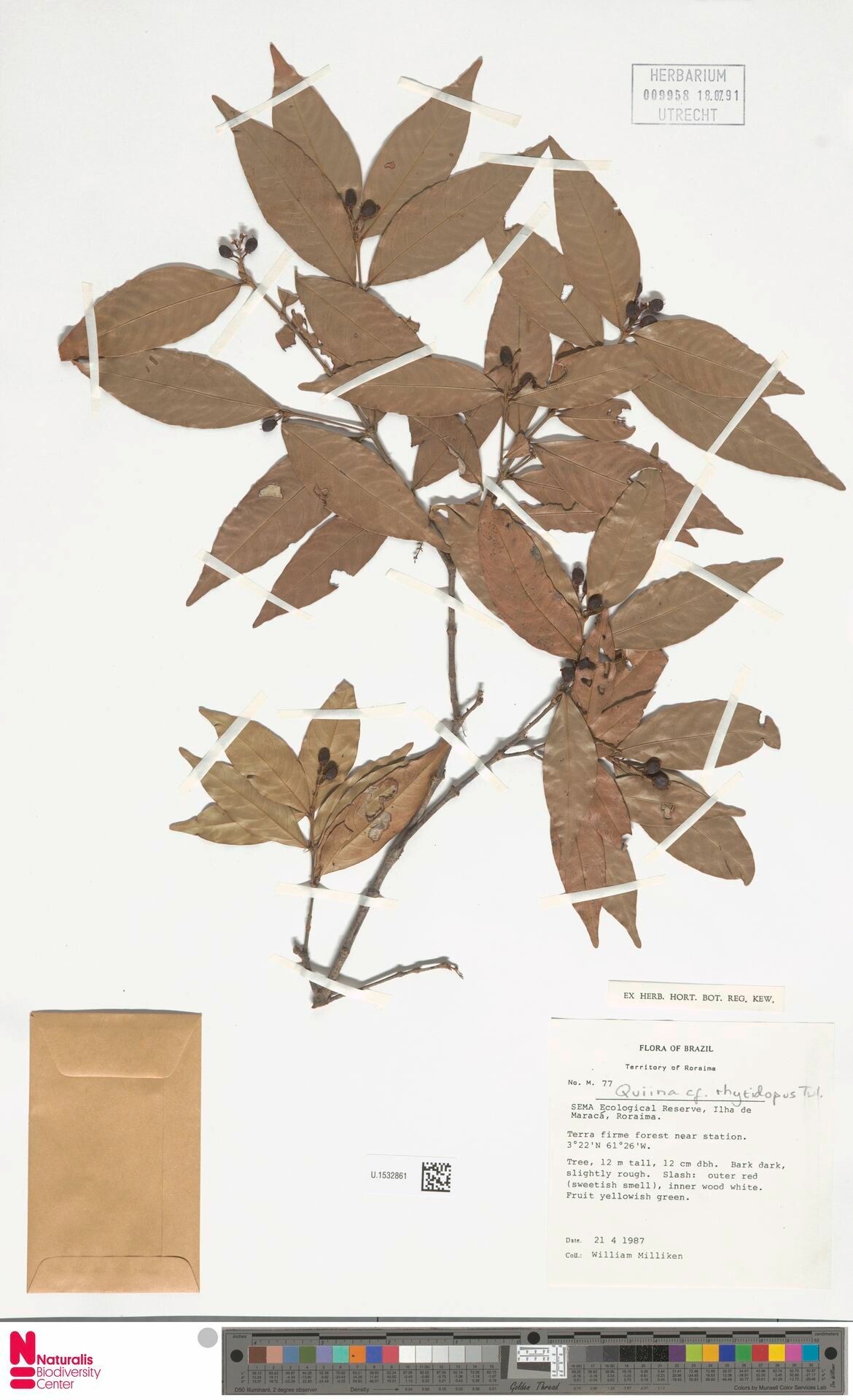 Quiina rhytidopus fruit