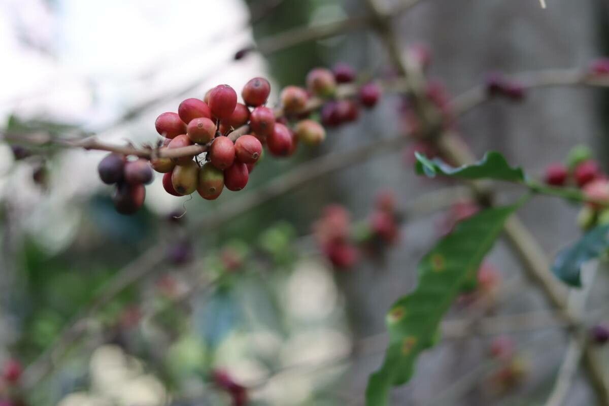 Cleistanthus stipitatus fruit