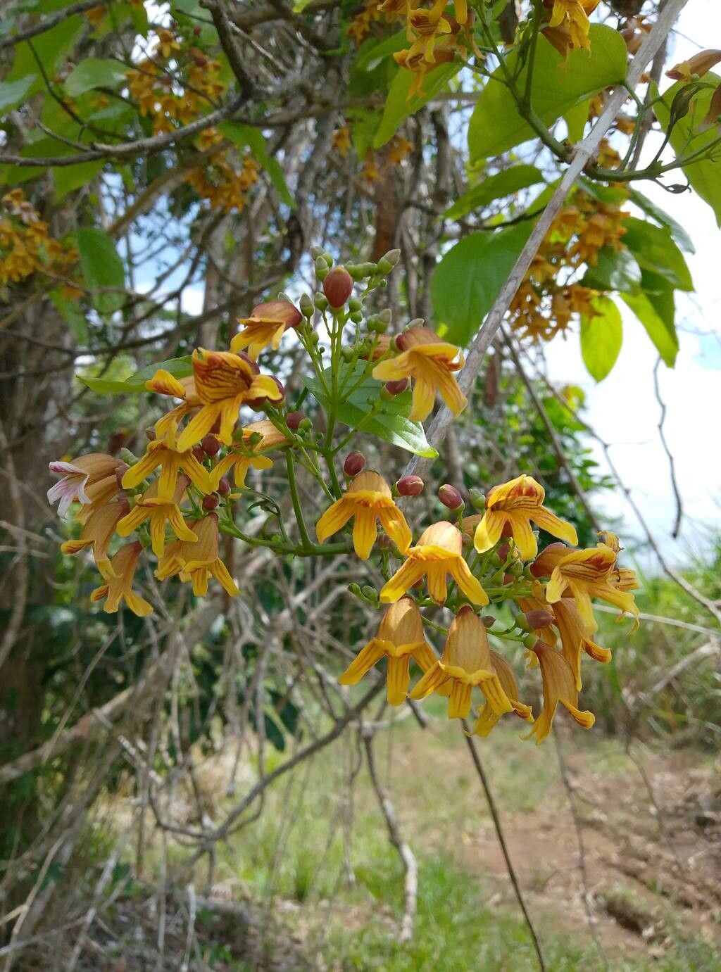 Bignonia hyacinthina flower