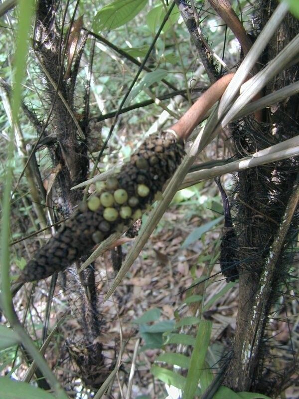 Bactris concinna — houseplant care guide