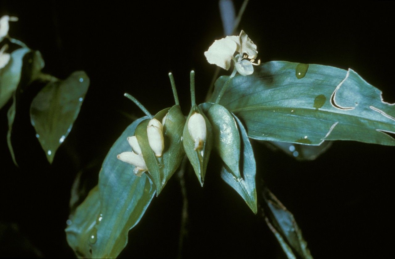 Commelina capitata — search result for 'Commelina'