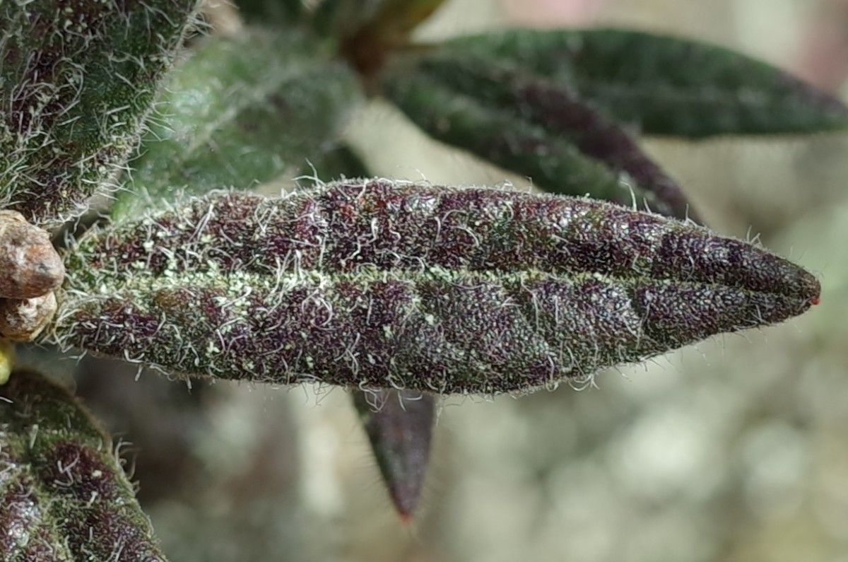 Rhododendron pubescens — houseplant care guide