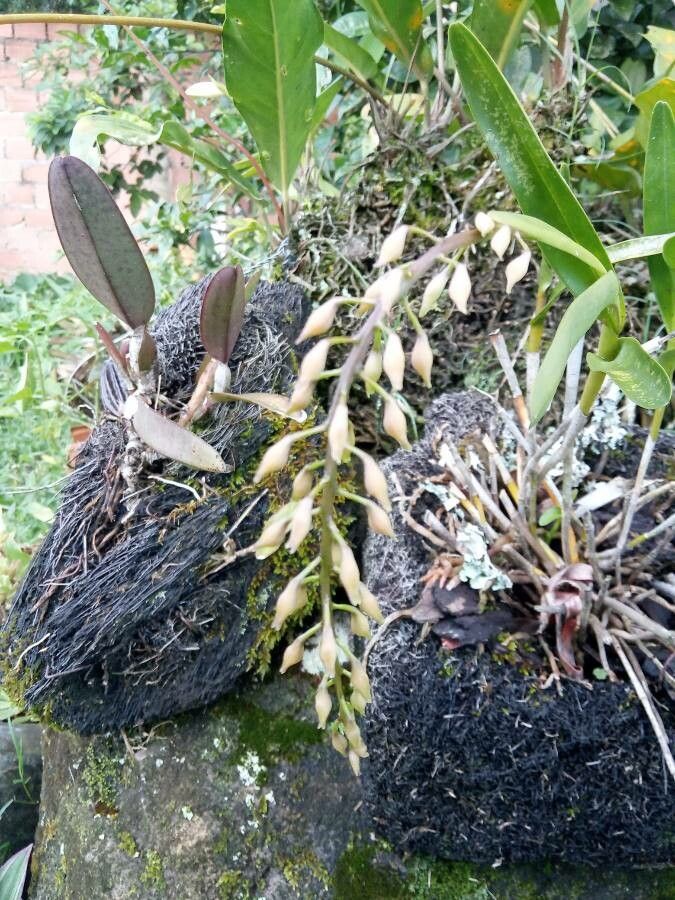 Calanthe balansae flower