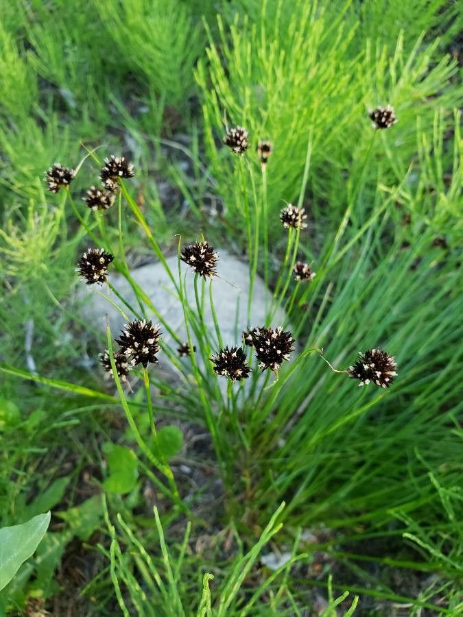 Juncus mertensianus flower