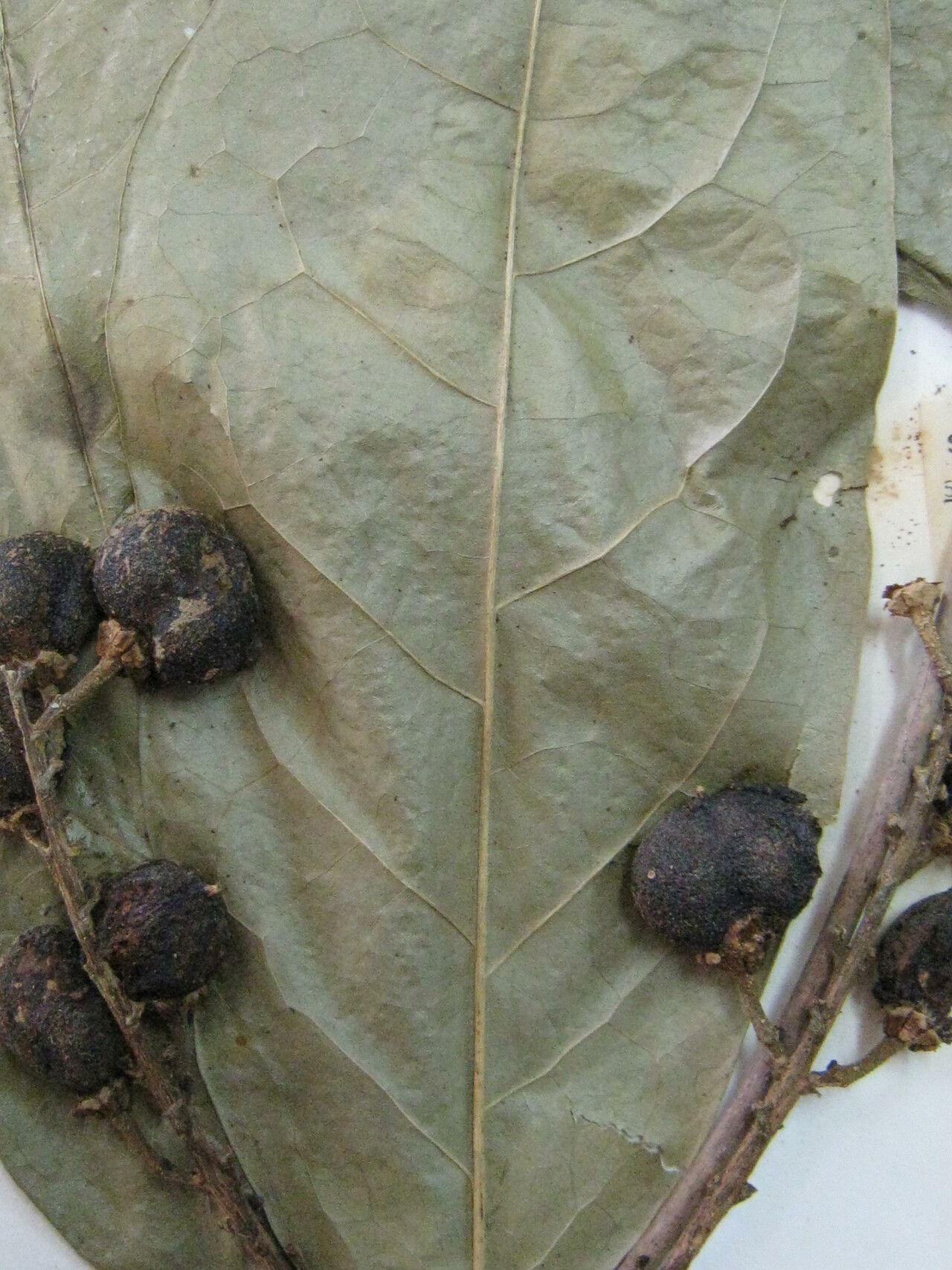 Bunchosia decussiflora — related species from the same genus