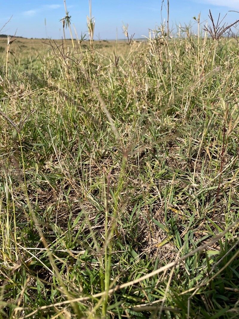 Cynodon nlemfuensis habit