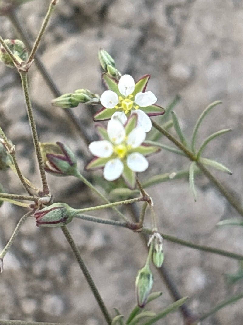 Spergularia flaccida flower