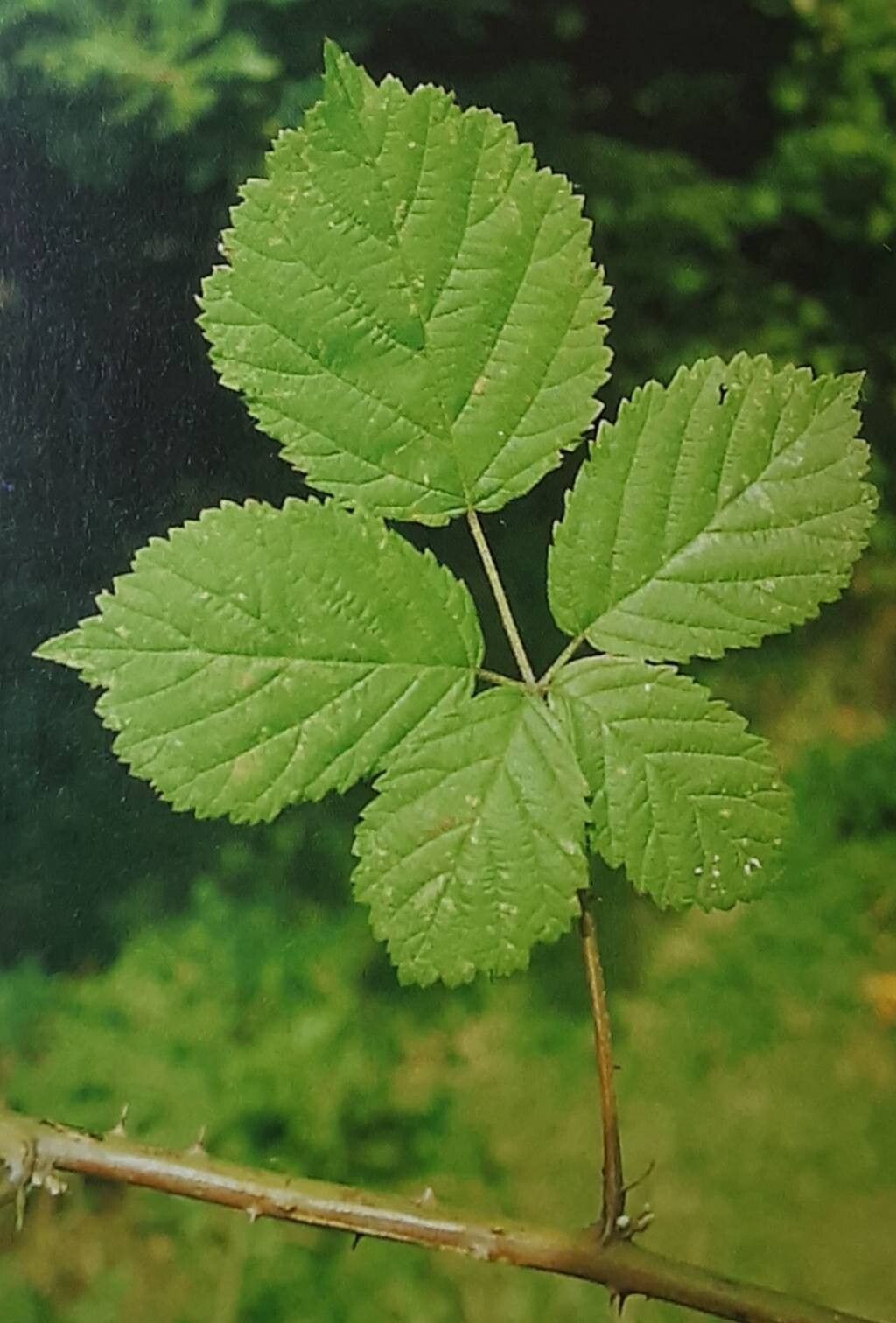Rubus incisior — houseplant care guide