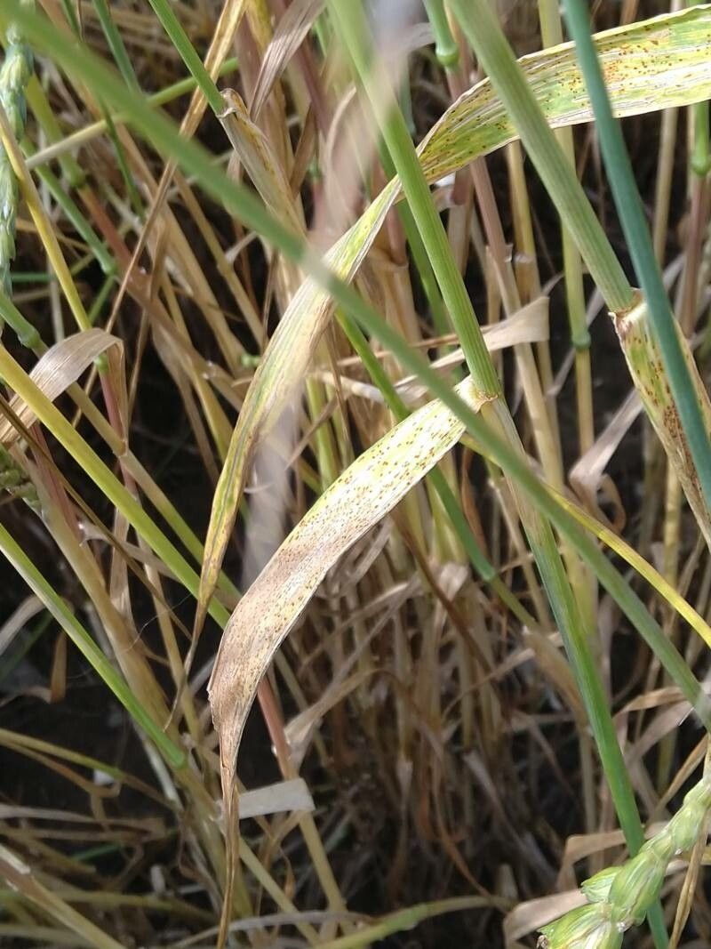 Triticum spelta — related species from the same genus