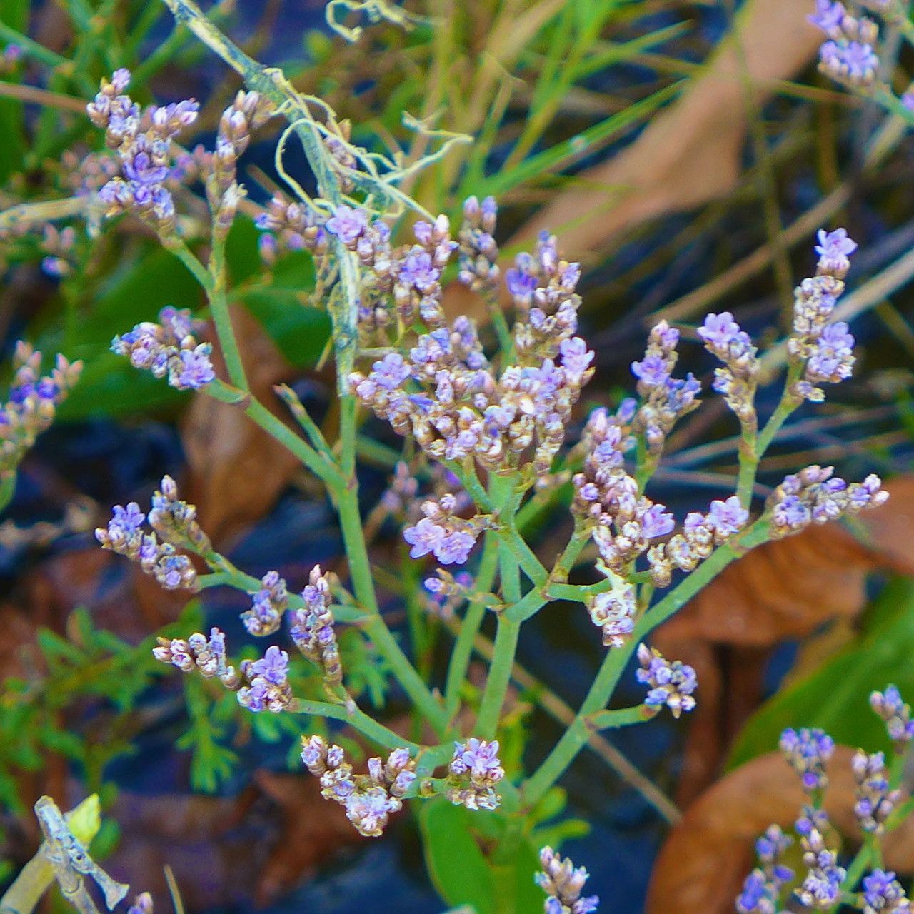 Limonium californicum habit