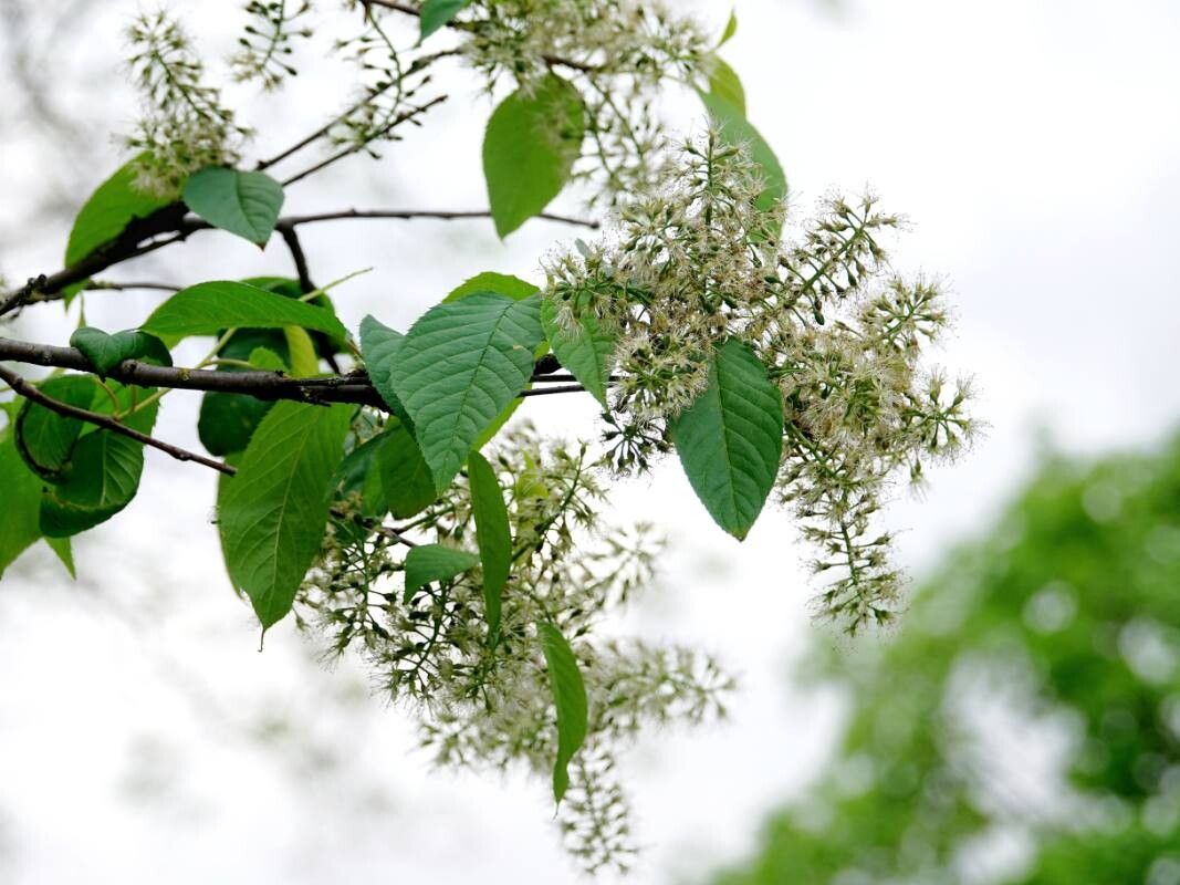 Prunus glandulifolia — houseplant care guide