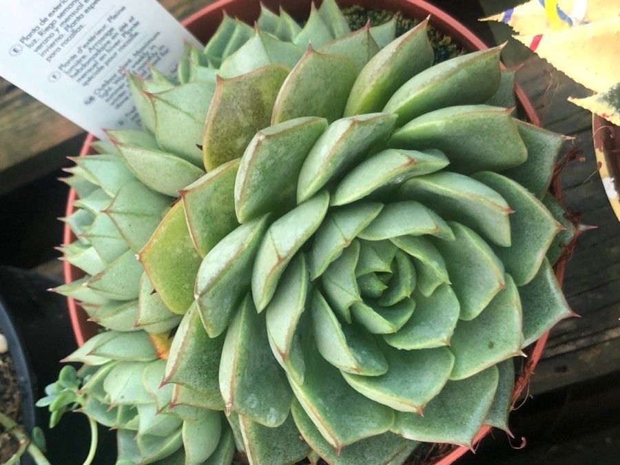 Echeveria derenbergii leaf