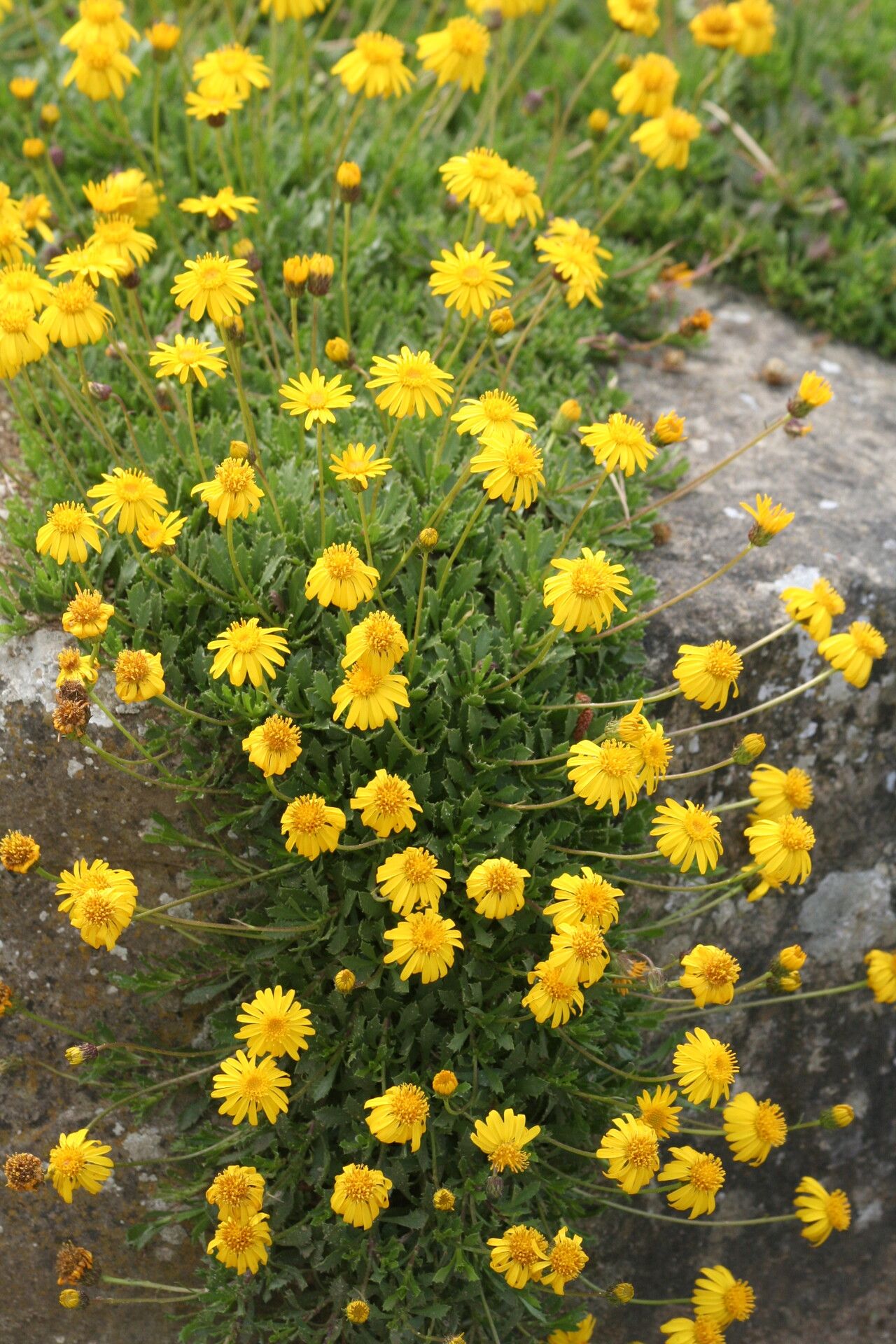 Haplopappus chrysanthemifolius flower