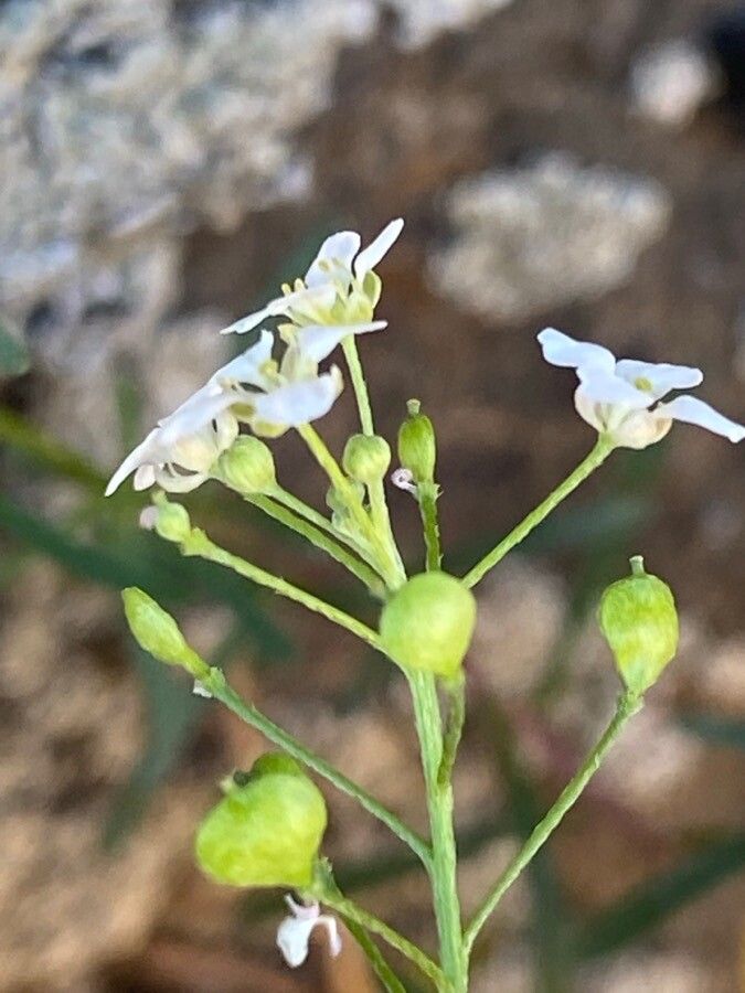 Lobularia canariensis fruit