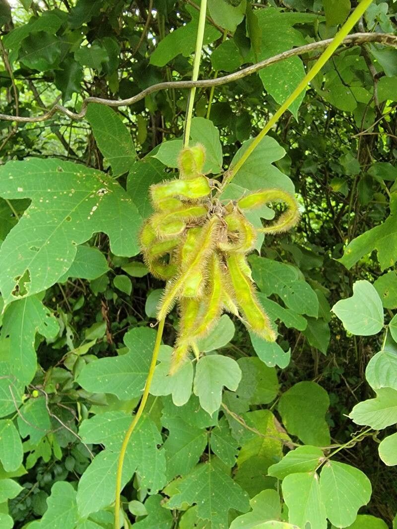 Pueraria montana fruit