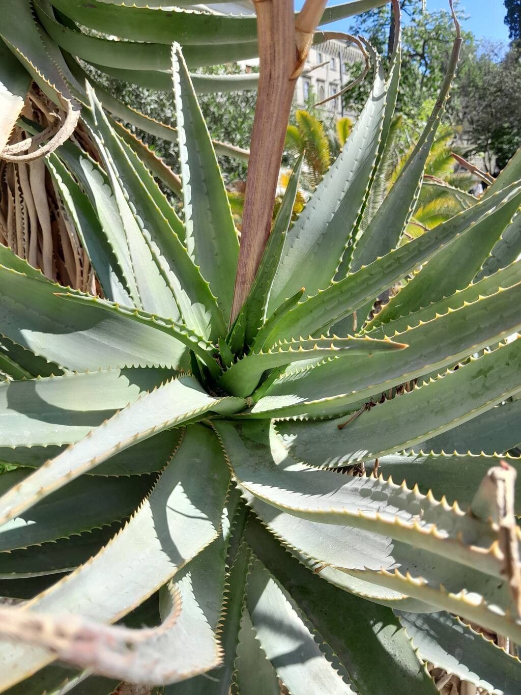 Aloe × caesia leaf
