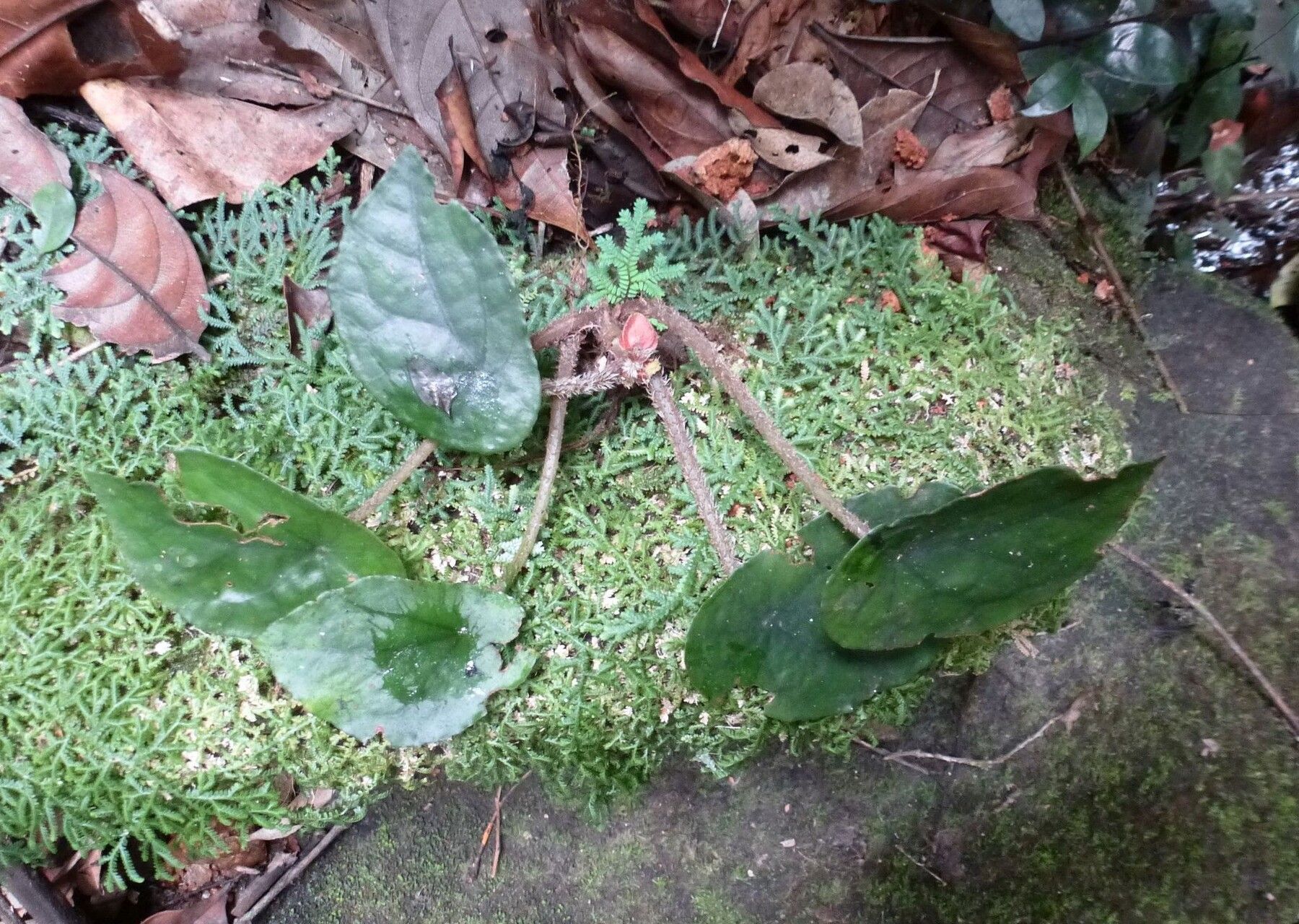 Begonia mildbraedii habit