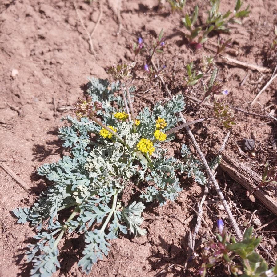 Cymopterus longipes flower