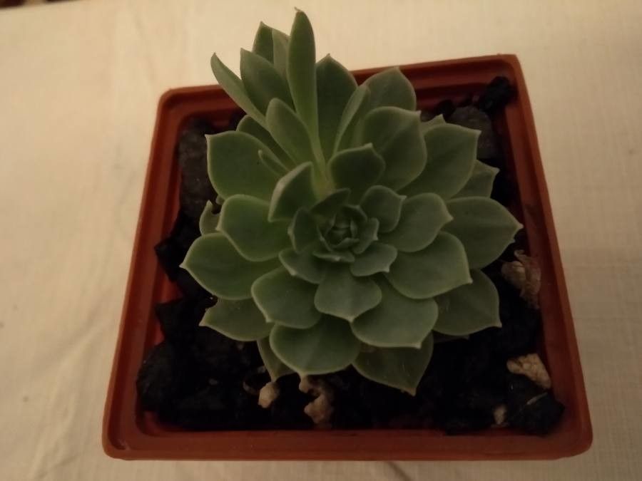 Echeveria uhlii — search result for 'Echeveria'