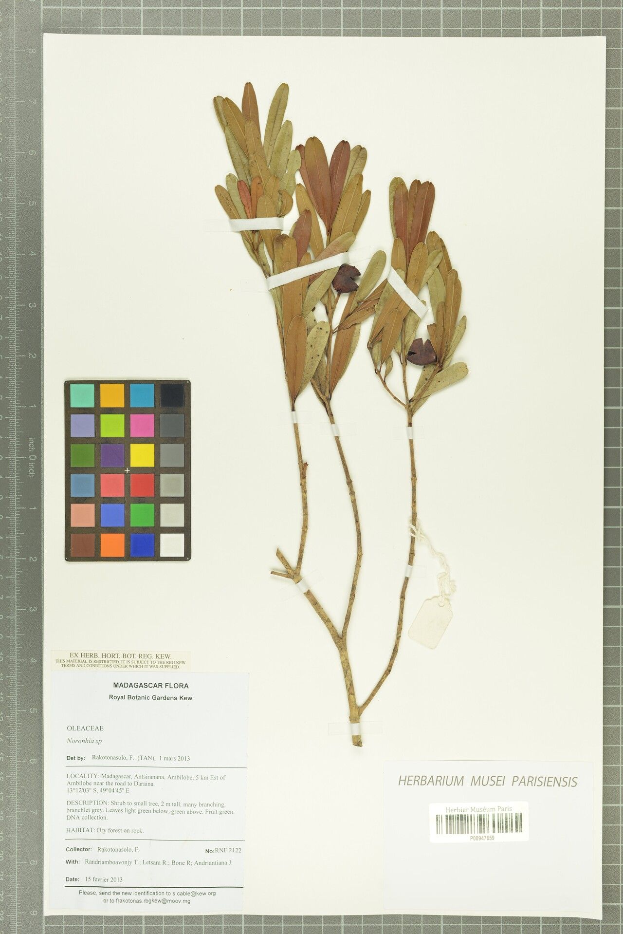 Noronhia oblanceolata — houseplant care guide