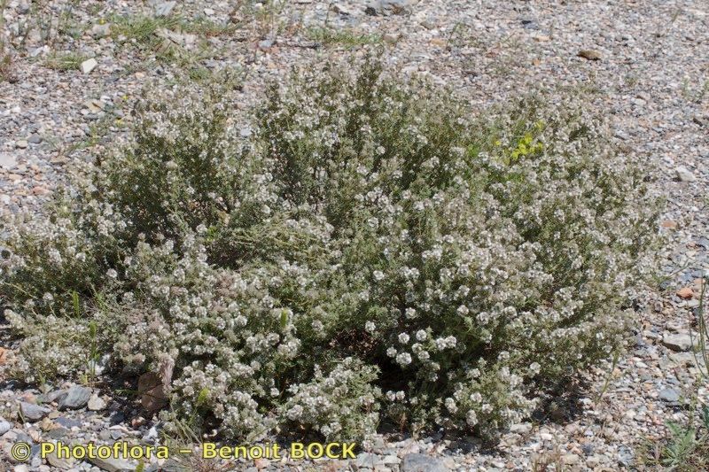 Thymus baeticus habit