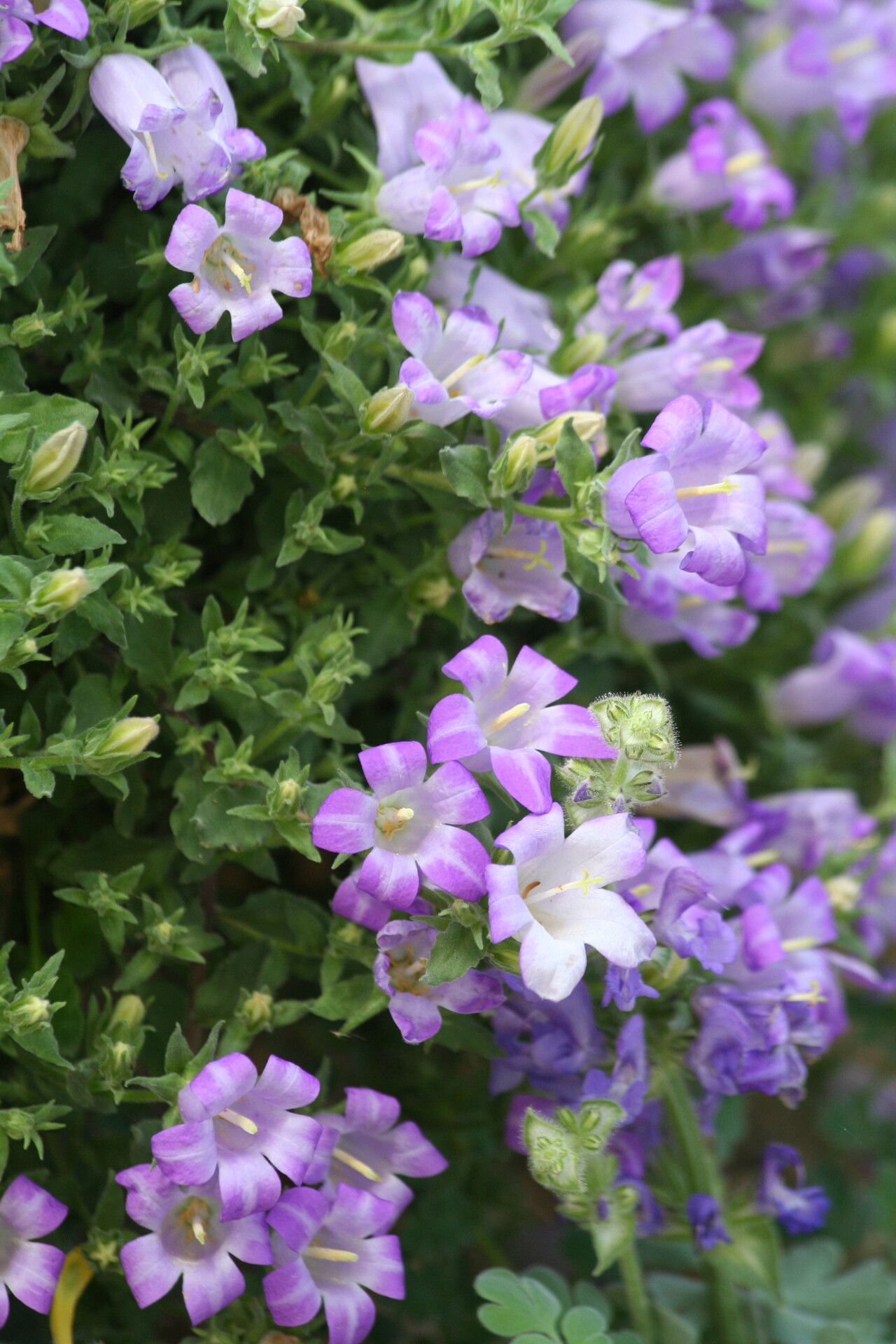 Campanula orphanidea flower