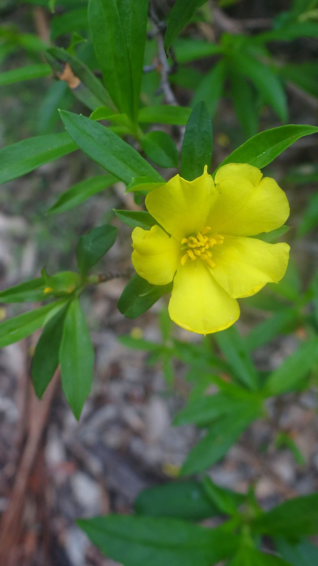 Hibbertia cuneiformis flower