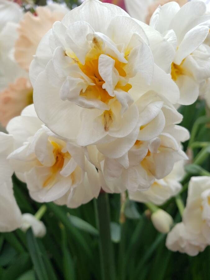 Fritillaria uva-vulpis — search result for 'Iraq'