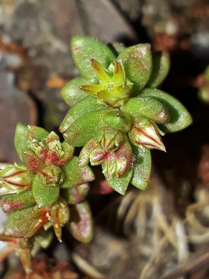 Sedum caespitosum fruit