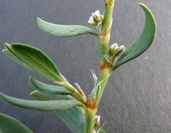 Polygonum robertii flower